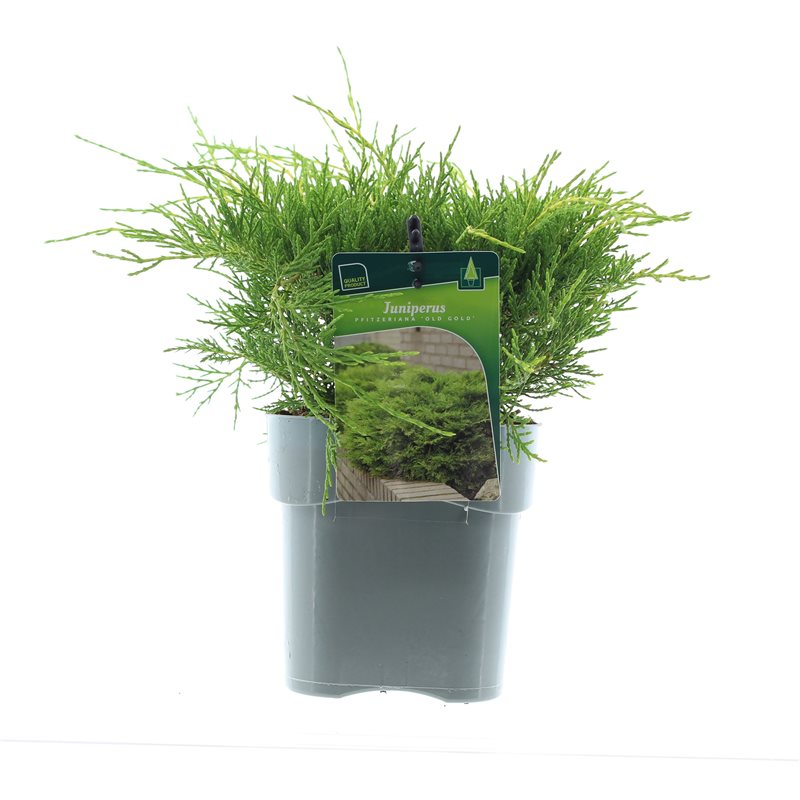 Можжевельник средний Олд Голд